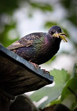 Starling with insect in beak Stock-Fotos