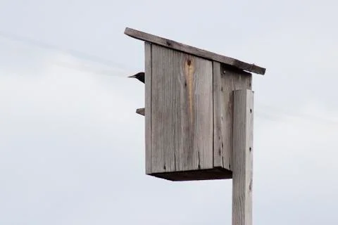 Starling in its house Stock Photos
