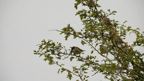 Starling joins sparrows in bush Stock Footage 163673740