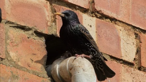 Starling Landing And Entering Hole In Brick Wall Stock Footage