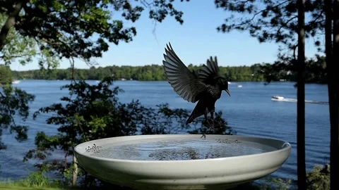 Starling lands to take a refreshing bath. Video stock 148675536