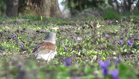 Starling on the lawn 動画素材 37373698