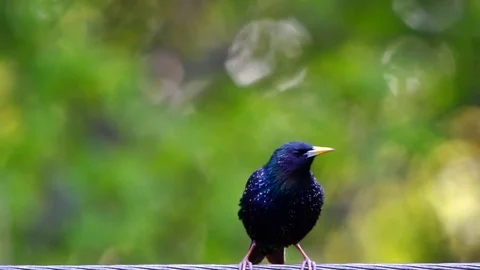 Starling, live sound Stock Footage 78052760