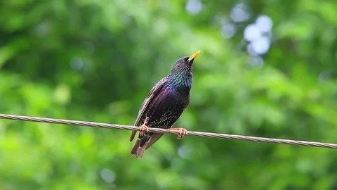The a starling, live sound Stock Footage 78970741