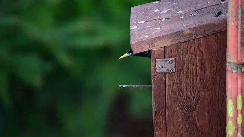 Starling looking out of the nesting box, spring Video stock 152249642