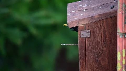 Starling looking out of the nesting box and fly up, spring Stock Footage 152249680