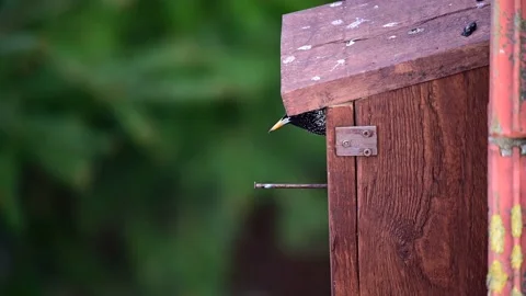 Starling looking out of the nesting box, spring Stock Footage 152249789
