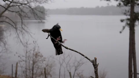 Starling makes a quick landing then flies away again on an overcast day. Video stock 99753625