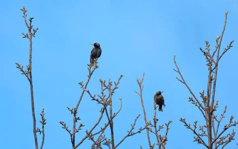 Starling mottled on a tree branch in spring Stock Photos