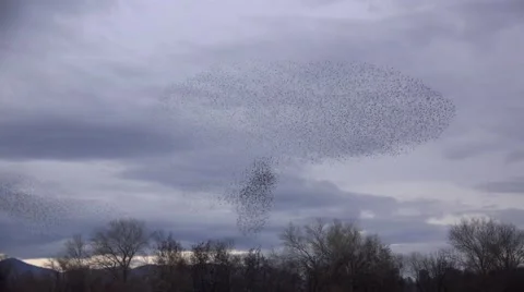Starling murmuration in 4K Stock Footage 45996324