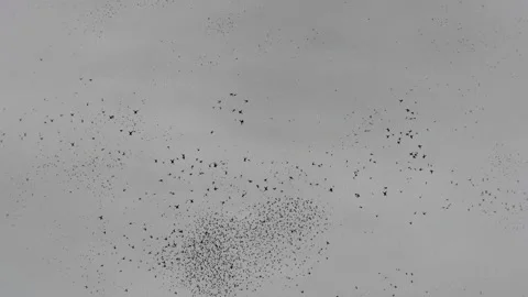 Starling Murmuration Animation of Flock of Birds Flying in Swarm Stockbeeldmateriaal 344689484