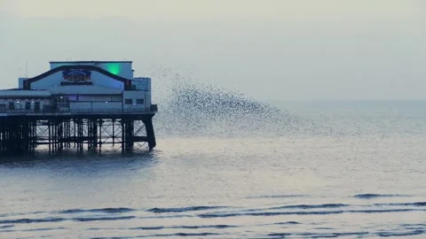 Starling murmuration around Blackpool North pier Stock Footage 313561216