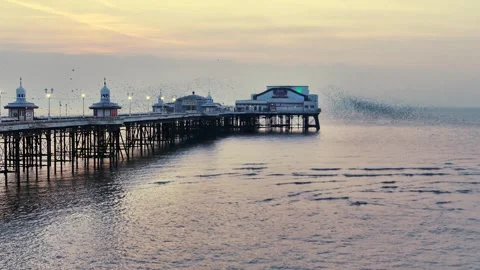 Starling murmuration around Blackpool North pier Stock Footage 313561218
