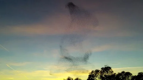 Starling Murmuration Creating Abstract Shapes in Sunset Sky Stock Footage 119494251