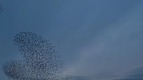 Starling murmuration during sunset at the end of the day Stock Footage 265490044
