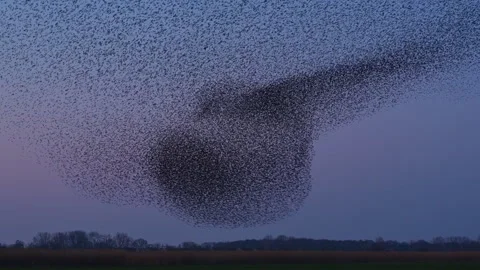 Starling murmuration during sunset at the end of the day Stock Footage 268818347