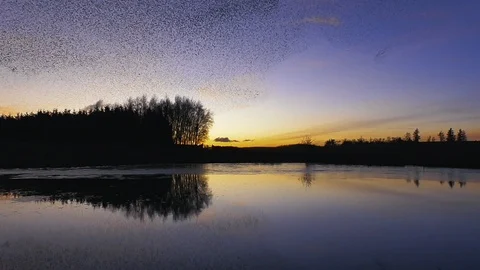 Starling murmuration at dusk with clear evening sky and reflection in the Vídeos de archivo 94179496