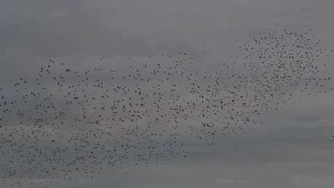 Starling Murmuration England Stock Footage 169933826