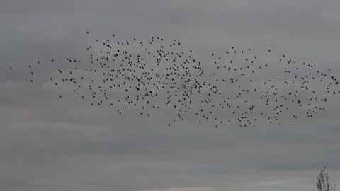 Starling Murmuration England Stock Footage 169933841
