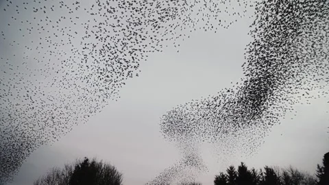 Starling murmuration flocks making amazing shapes in the evening sky Stock Footage 231121787