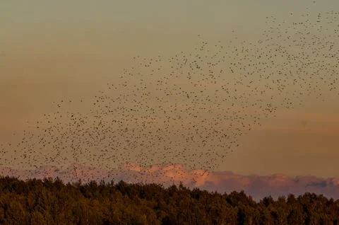 Starling murmuration forming patterns over forest at dusk Stock Photos