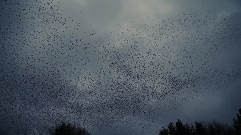 Starling murmuration making spiralling patterns against moving cloudy Stock Footage 169947076