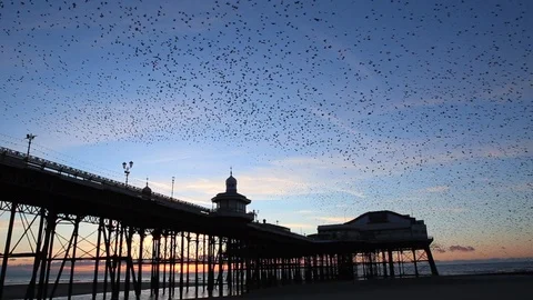 Starling murmuration over a pier Stock Footage 102259904