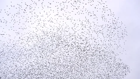Starling murmuration in an overcast sky at the end of the day Vídeos de archivo 231887969