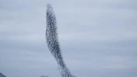 Starling murmuration in an overcast sky at the end of the day Stock Footage 233281234
