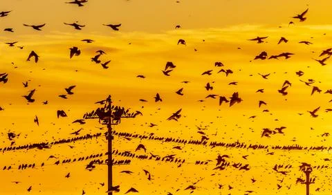 Starling murmuration Stock Photos