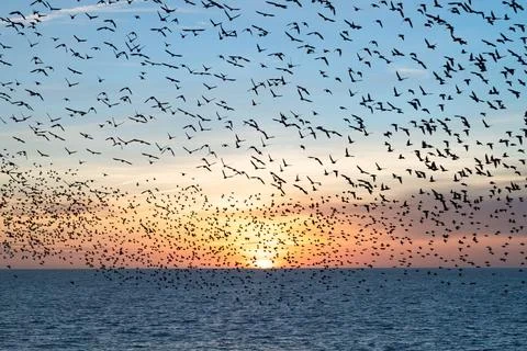 Starling murmuration Stock-Fotos