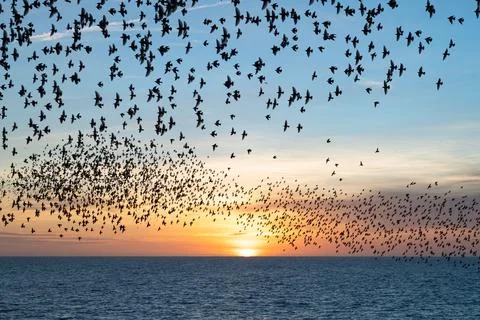 Starling Murmuration Stock-Fotos