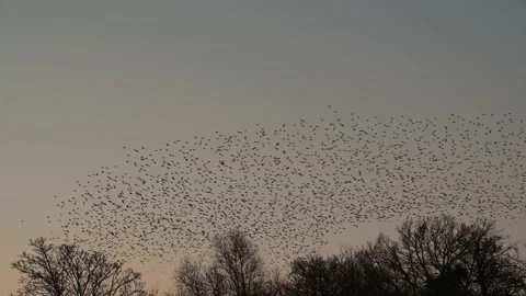 Starling murmuration in the sky at the end of the day Stock Footage 239459558