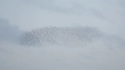 Starling murmuration on sky Stock Footage 137598880