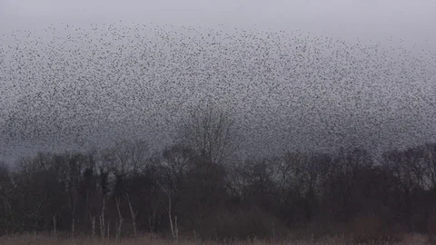 Starling Murmuration in Slow Motion Stock Footage 69937390
