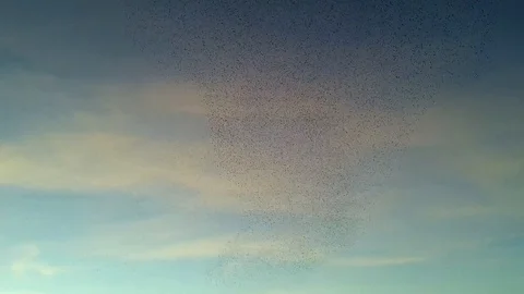 Starling Murmuration at Sunset – Massive Flock Before Roosting Stock Footage 119494242