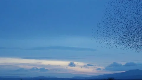 Starling murmurations with sparrowhawk attacking the flock from below Stock Footage