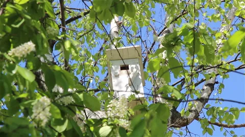 A starling nesting box Stock Footage 63994464