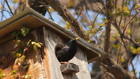 Starling in nesting box Stockbeeldmateriaal 89997366