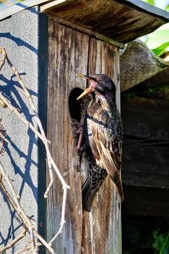 Starling at nesting box Foto stock