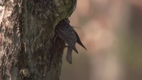 Starling with nesting material at a tree hollow Stock Footage 268050758