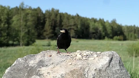 Starling with a nut makes itself larger. Stock-Footage 246600022