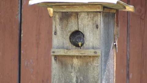 A starling peeks out of a birdhouse Video stock 307835175