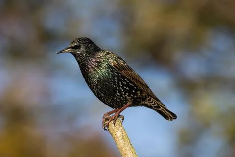 Starling On Perch Stock Photos