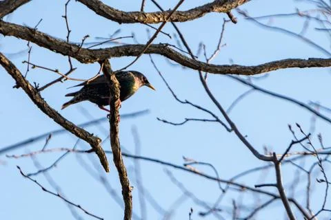Starling Perched on a branch Stock Photos