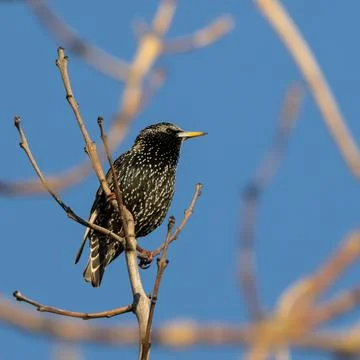A starling is perched on a branch in a tree Stock Photos