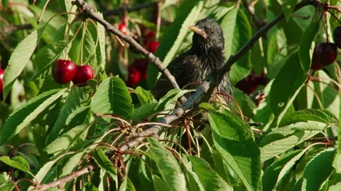 Starling Perched in a Fruiting Cherry Tree Stock Footage 310232988