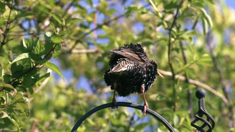 Starling perched ruffles feather Stock Footage 313453468