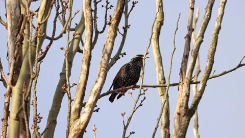 Starling perched on a tree Stock Footage 289880990