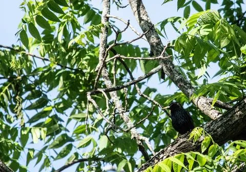 Starling perched in a tree Stock Photos